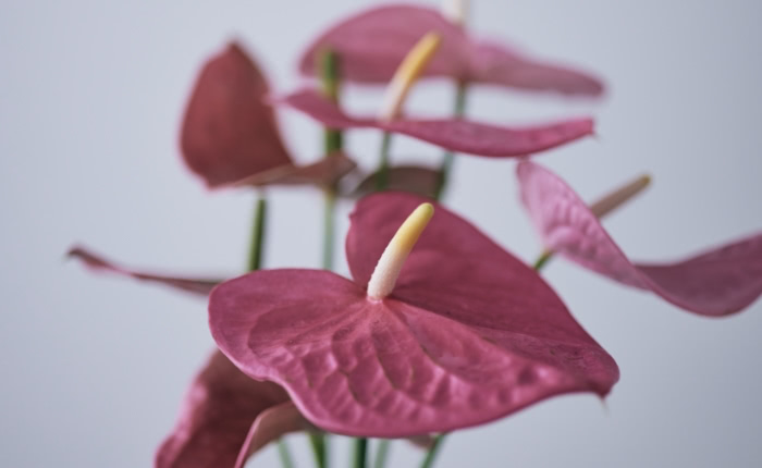 PINK ピンク系品種