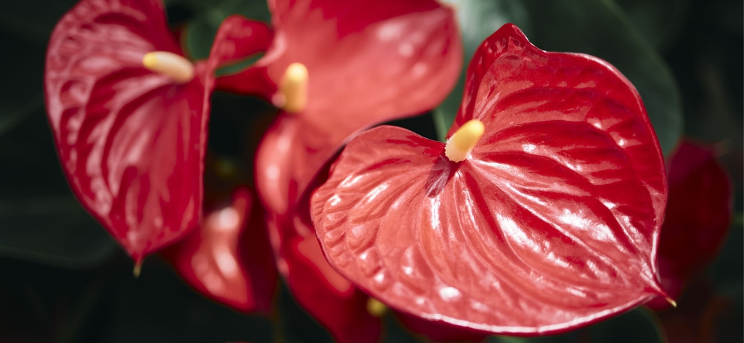 アンスリウムのこと