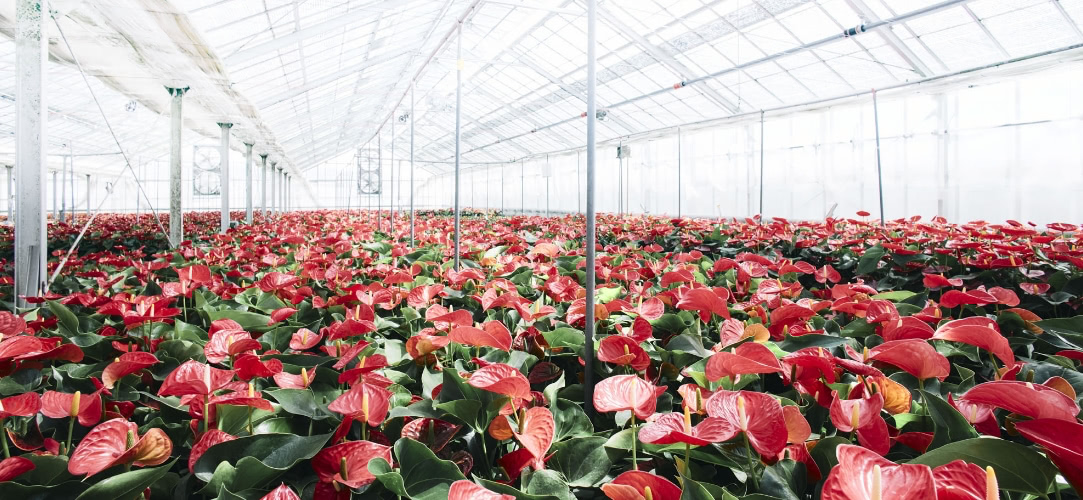 アンスリウムの農園